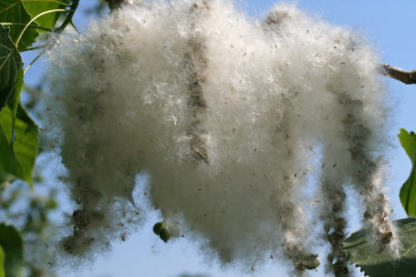 Artificial Grass and Cotton from a Cottonwood Tree