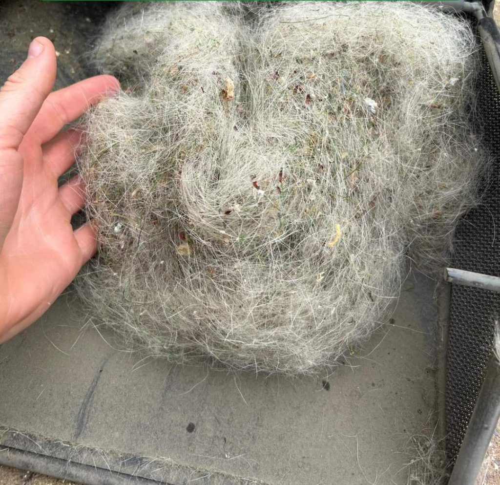 Dog Hair Collected by Artificial Grass Sweeper